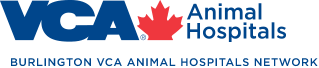 Burlington VCA Animal Hospitals Network