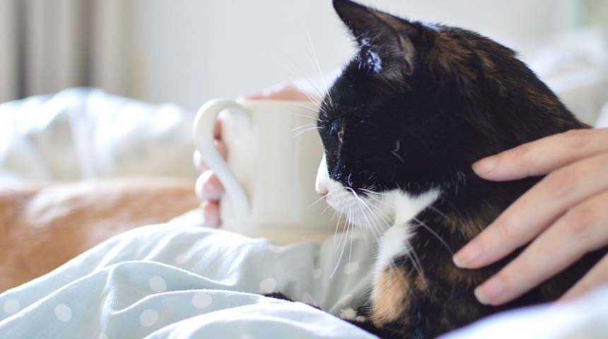 Demystifying the microchip