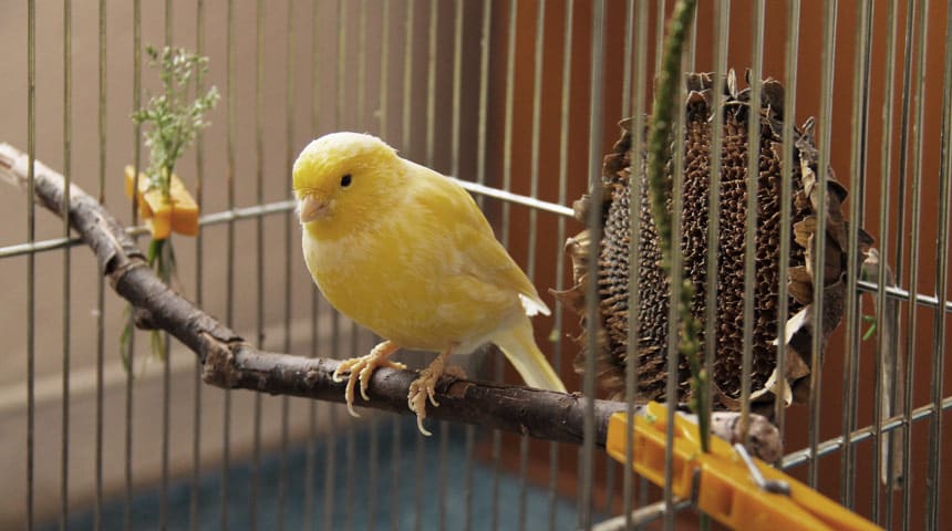 Nutrition for Passeriformes