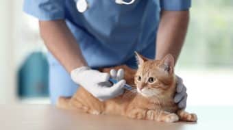 Vaccination for Your Cat