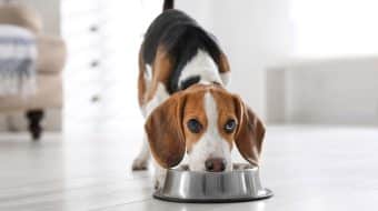 How to Reduce the Risk of Urinary Blockage in Dogs