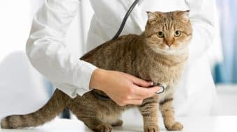 Taking Care of your Cat with Osteoarthritis