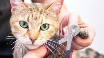 Preparing Your Cat for a Less Stressful Nail Clipping