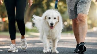 Taking Care of your Dog with Osteoarthritis